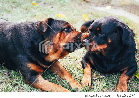 Two rottweiler dogs are kissing on the grass Two rottweiler dogs are kissing on the grass 65152274