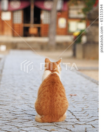 貓後視圖 65153344