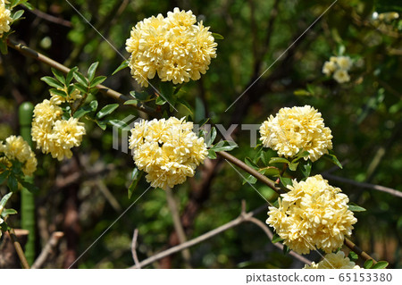 Mockybara（紅木） 65153380