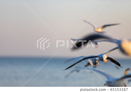 Group of seagulls at Bang Pu Recreation Center is Group of seagulls at Bang Pu Recreation Center is 65153387
