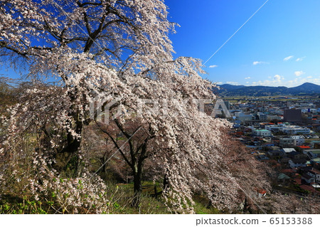 Tsuriyama Park in spring Tsuriyama Park in spring 65153388