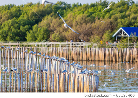 Group of seagulls at Bang Pu Recreation Center is 65153406