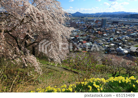 Tsuriyama Park in spring 65153409
