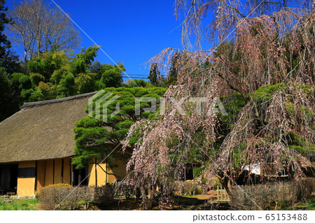 World Heritage Hiraizumi Cherry blossoms in Tatsuya Caves Bashamon temple World Heritage Hiraizumi Cherry blossoms in Tatsuya Caves Bashamon temple 65153488
