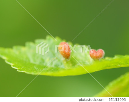 Heart on leaf Heart on leaf 65153993