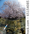 Cherry blossoms from the water Okishima Lake Biwa 65154085