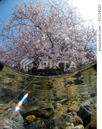 Cherry blossoms from the water Okishima Lake Biwa 65154085