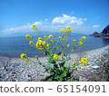 Lake Biwa and rape blossoms Okishima Lake Biwa 65154091