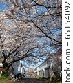 A row of cherry blossom trees in Okishima 65154092