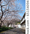 A row of cherry blossom trees in Okishima 65154094