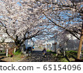 A row of cherry blossom trees in Okishima 65154096