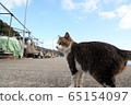 Okishima Cat Blue Sky and Cat 65154097