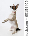 Dog Parson Russell Terrier stands on its hind legs. Studio shot 65154409
