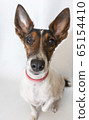 Parson russell terrier dog with erect ears. 65154410