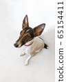 Parson russell terrier dog with erect ears. 65154411