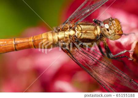 Dragonfly Dragonfly 65155188