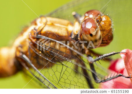 Dragonfly 65155190