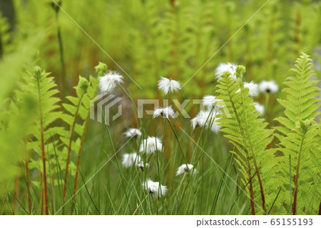 初夏花盛開片繫泊 初夏花盛開片繫泊 65155193