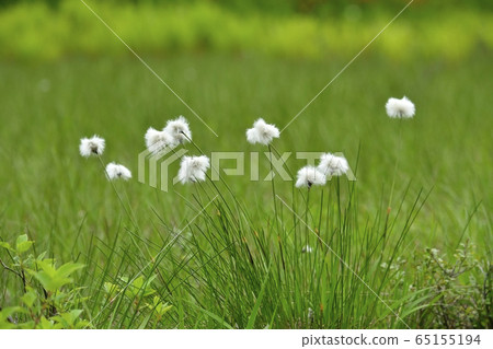 初夏花盛開片繫泊 初夏花盛開片繫泊 65155194