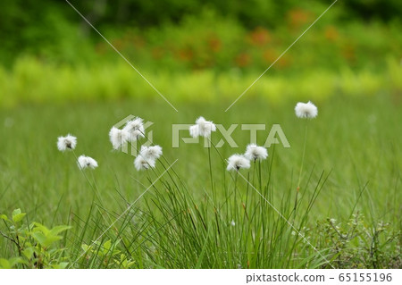 初夏花盛開片繫泊 初夏花盛開片繫泊 65155196