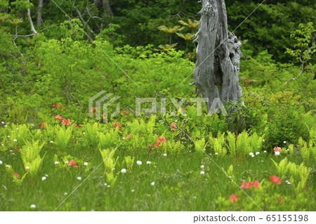 初夏花盛開片繫泊 初夏花盛開片繫泊 65155198