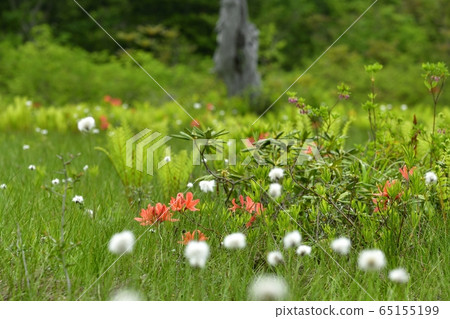 初夏花盛開片繫泊 初夏花盛開片繫泊 65155199