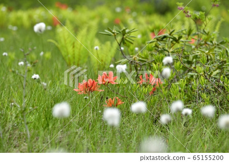 初夏花盛開片繫泊 65155200