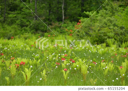 初夏花盛開片繫泊 65155204