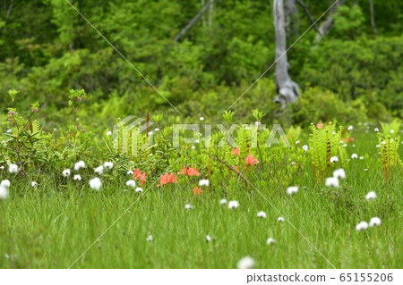 初夏花盛開片繫泊 65155206