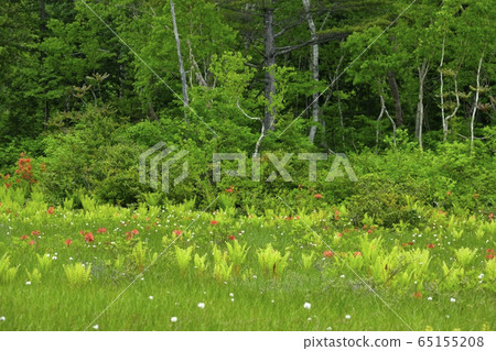 初夏花盛開片繫泊 65155208