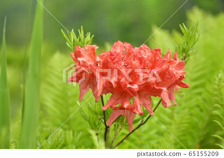 初夏花盛開片繫泊 65155209