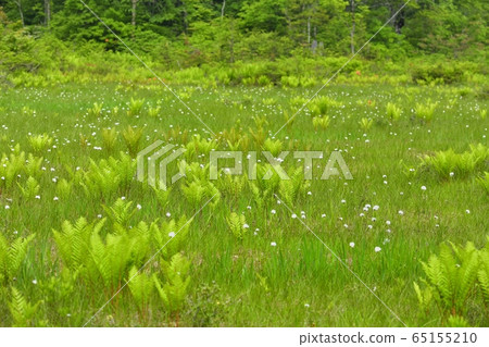 初夏花盛開片繫泊 65155210