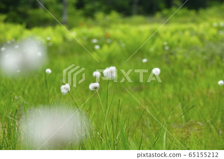 初夏花盛開片繫泊 初夏花盛開片繫泊 65155212