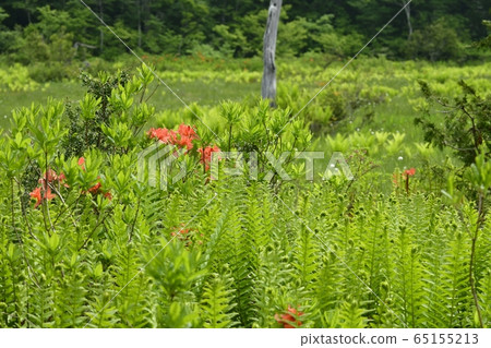 初夏花盛開片繫泊 初夏花盛開片繫泊 65155213