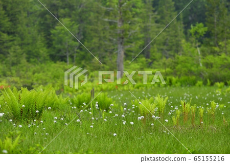 初夏花盛開片繫泊 65155216
