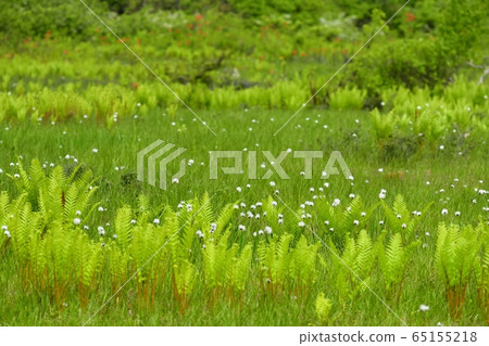 初夏花盛開片繫泊 65155218