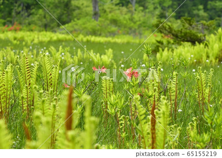 初夏花盛開片繫泊 65155219