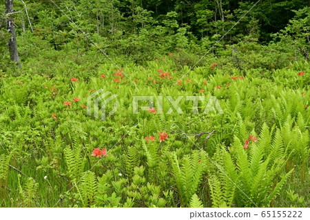 初夏花盛開片繫泊 初夏花盛開片繫泊 65155222