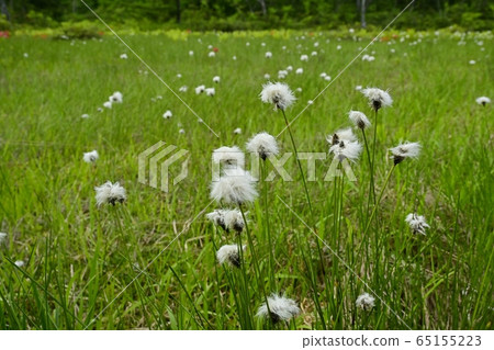初夏花盛開片繫泊 65155223