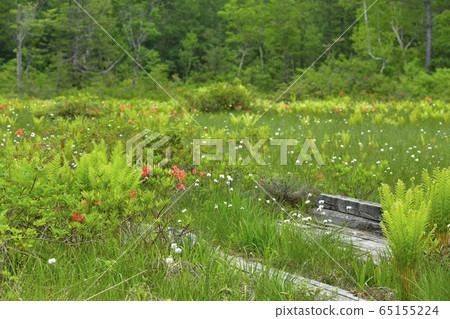 初夏到駒野的木棧道 65155224