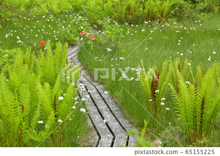 初夏到駒野的木棧道 65155225