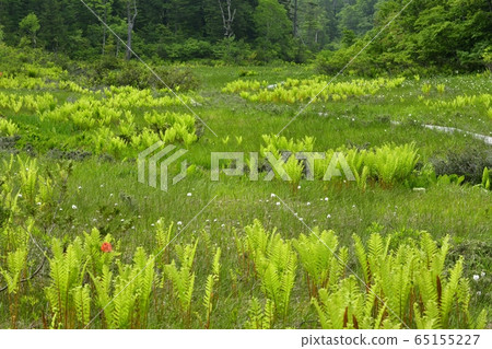 初夏到駒野的木棧道 65155227