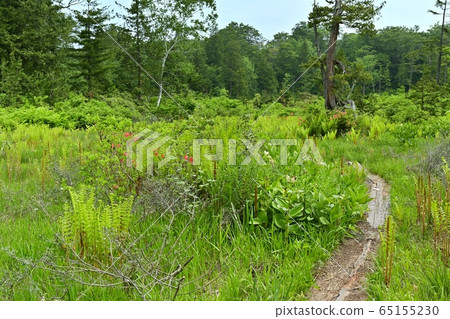 初夏到駒野的木棧道 65155230
