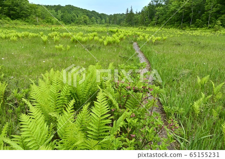 Wooden path to Komadome moor in early summer 65155231