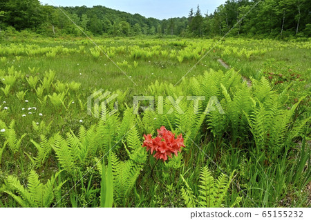 Early summer flower blooming piece moor 65155232