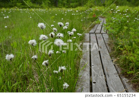 初夏到駒野的木棧道 初夏到駒野的木棧道 65155234
