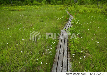 初夏到駒野的木棧道 65155235