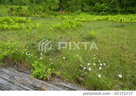 初夏到駒野的木棧道 65155237
