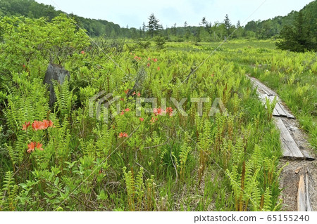 初夏到駒野的木棧道 65155240