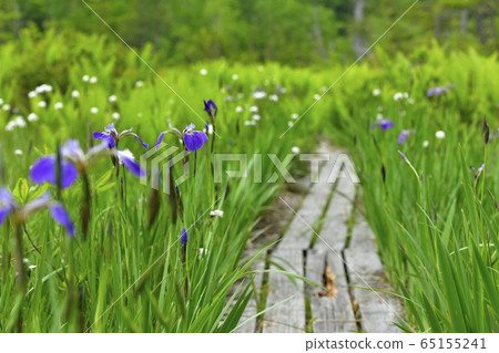 初夏到駒野的木棧道 65155241